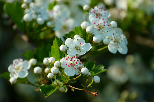 Hawthorn flowers